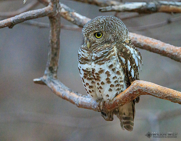 African Barred Owlet