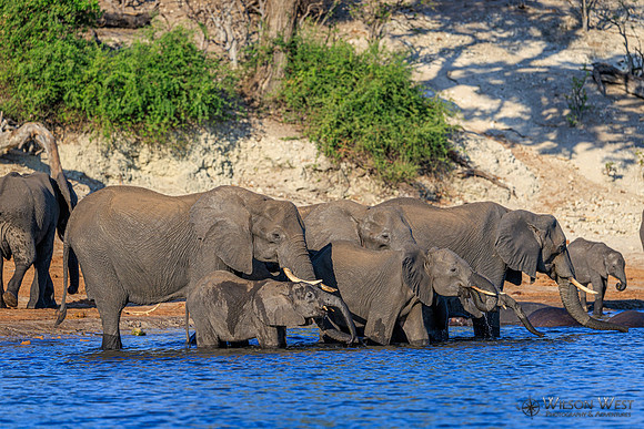 Elephant