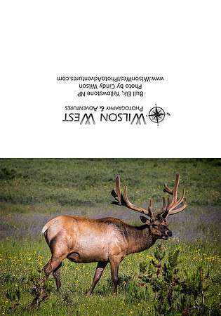 Mammals - Elk - 1