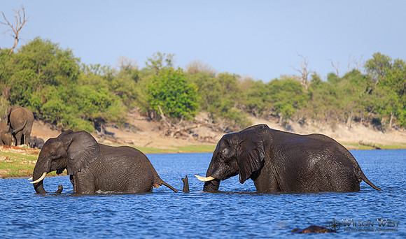 Elephant