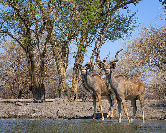 Greater Kudu