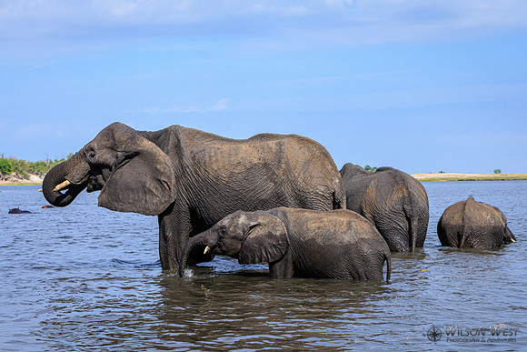 Elephant