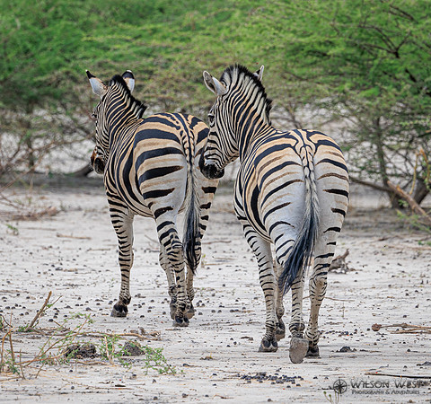 Burchell's Zebra