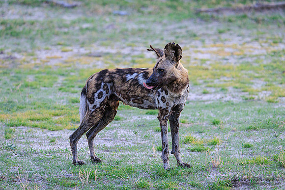 African Wild Dog