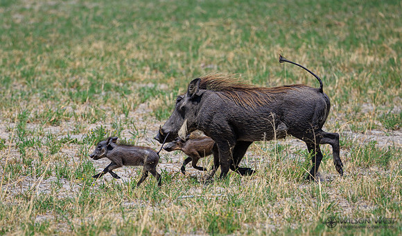Warthog