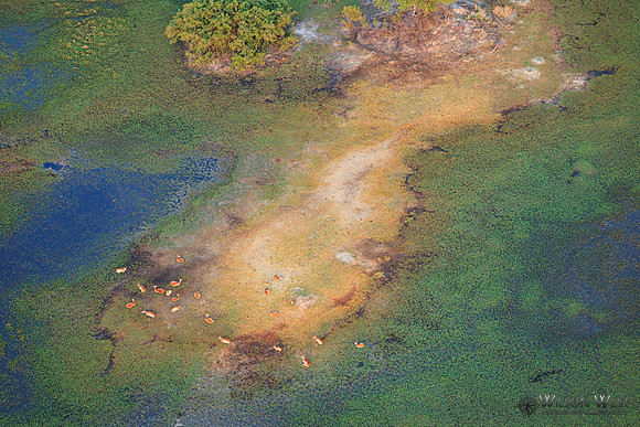 Okavango Delta Helicopter, Red Lechwe