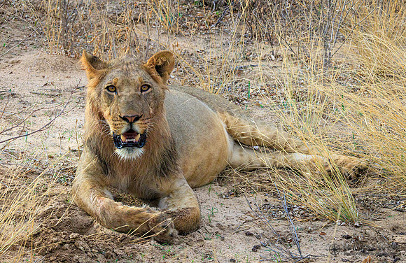 Lion
