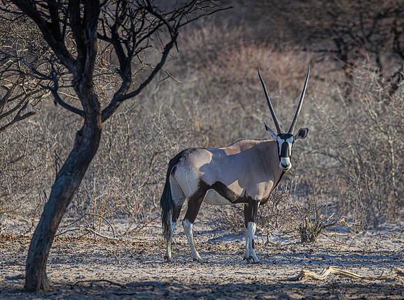 Oryx