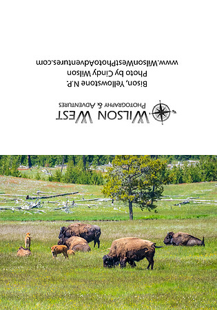 Mammals - Bison - 2