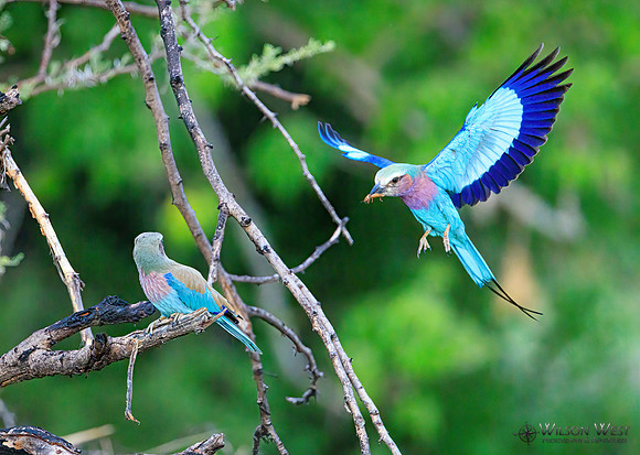 Lilac-breasted Roller