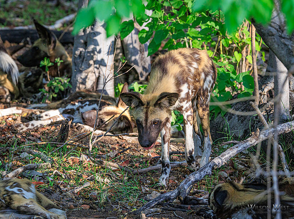 African Wild Dog