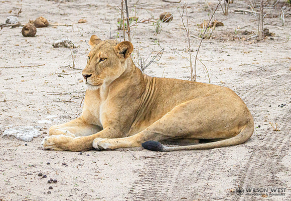 Lion