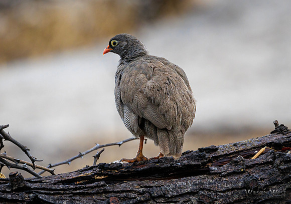 Red-billed Spurfowl
