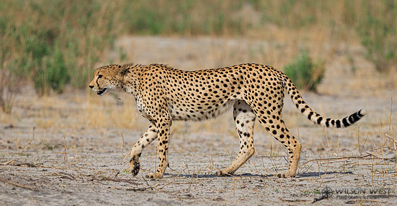 Cheetah