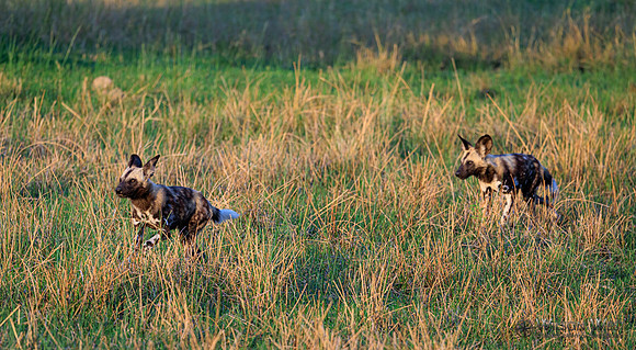African Wild Dog