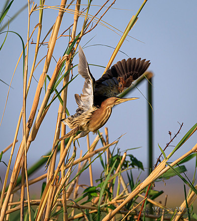 Little Bittern