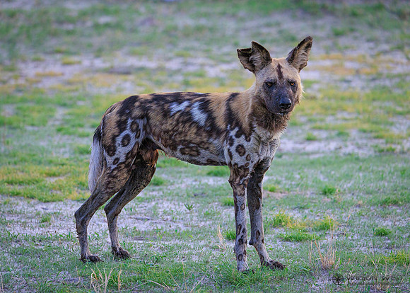 African Wild Dog