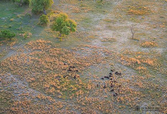 Okavango Delta Helicopter, Cape Buffalo