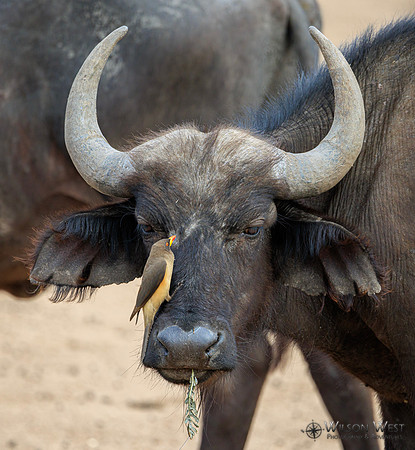 Red-billed Oxpecker, Cape Buffalo
