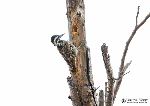 Bearded Woodpecker