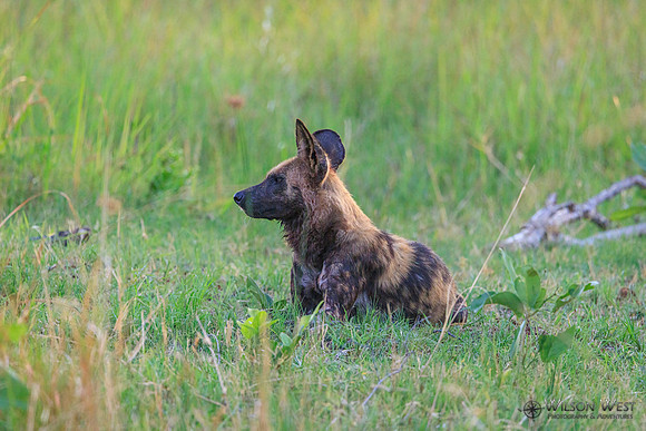 African Wild Dog