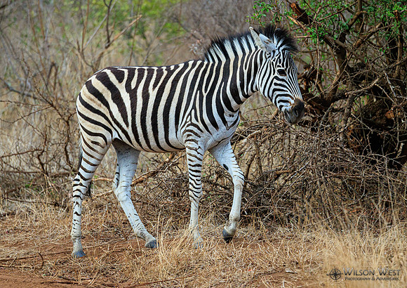Burchell's Zebra