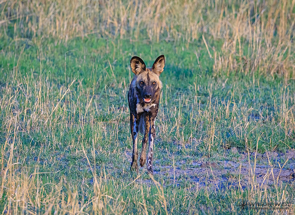 African Wild Dog
