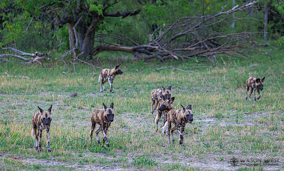 African Wild Dog