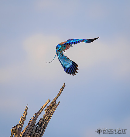 Lilac-breasted Roller