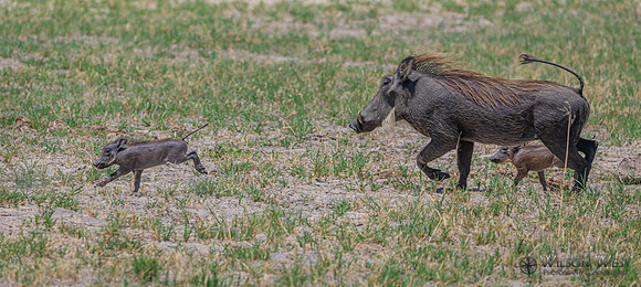 Warthog