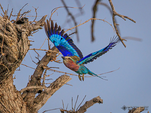 Lilac-breasted Roller