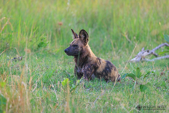 African Wild Dog