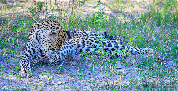 Leopard