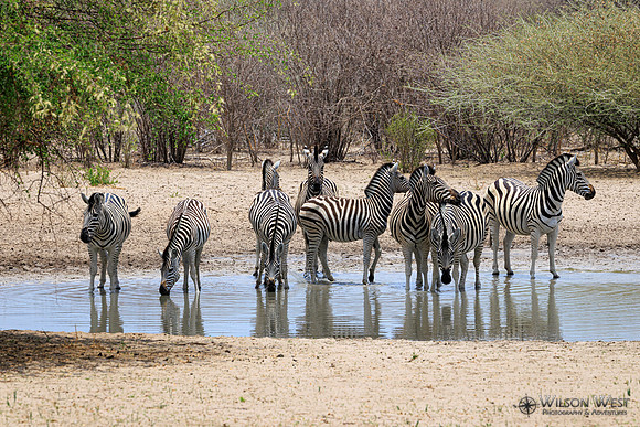 Burchell's Zebra