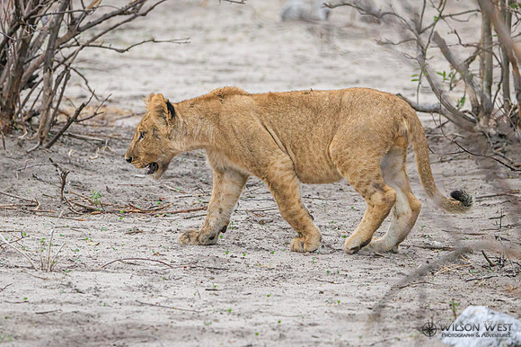 Lion