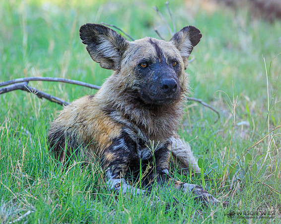 African Wild Dog
