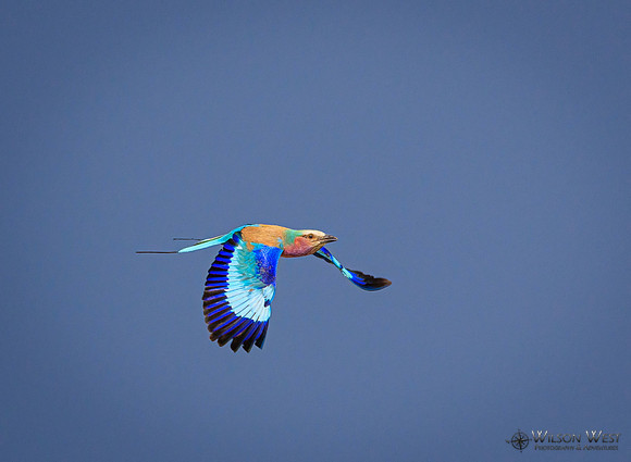 Lilac-breasted Roller