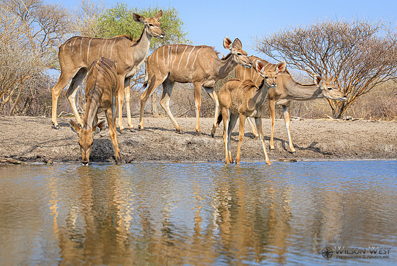 Greater Kudu