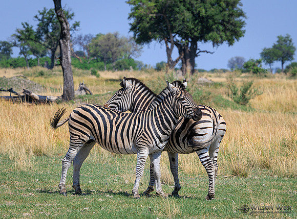 Burchell's Zebra