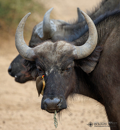 Red-billed Oxpecker, Cape Buffalo