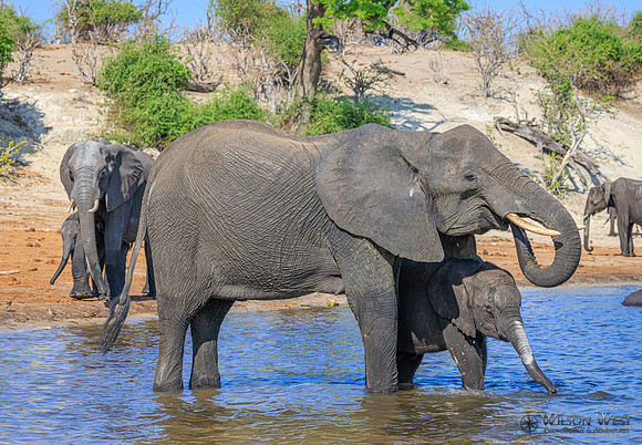Elephant
