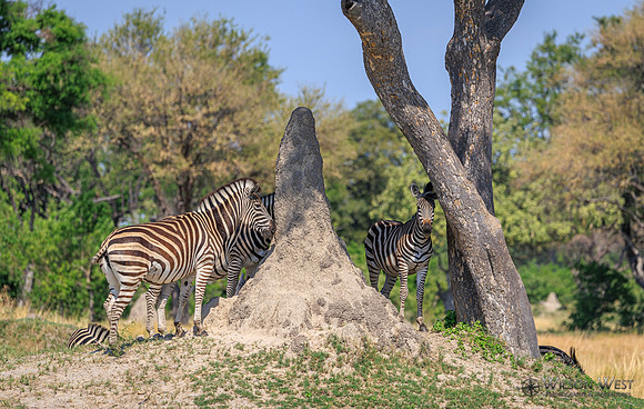 Burchell's Zebra