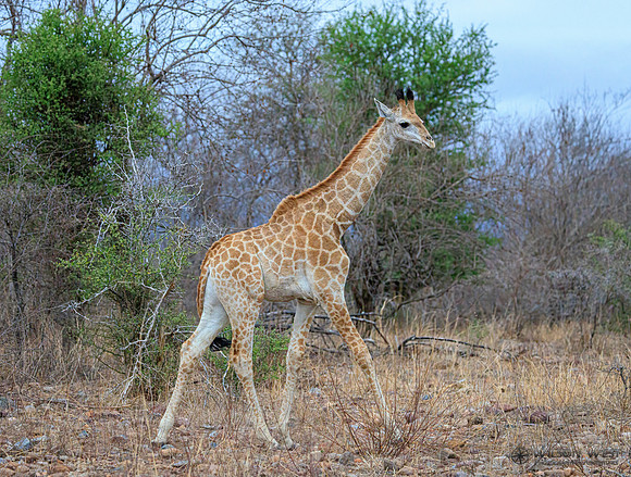 Giraffe