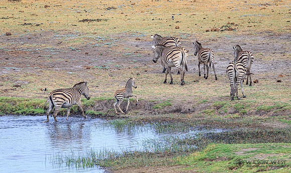 Burchell's Zebra
