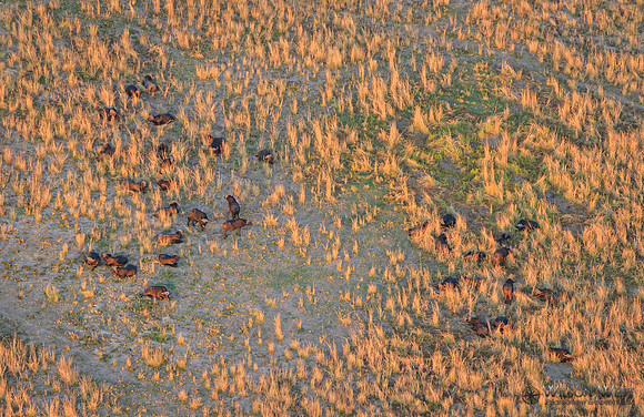 Okavango Delta Helicopter, Cape Buffalo