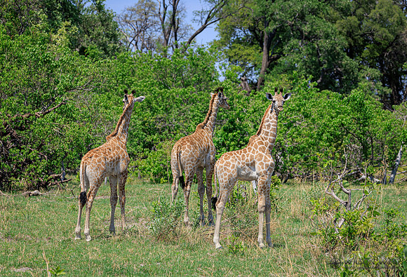 Giraffe