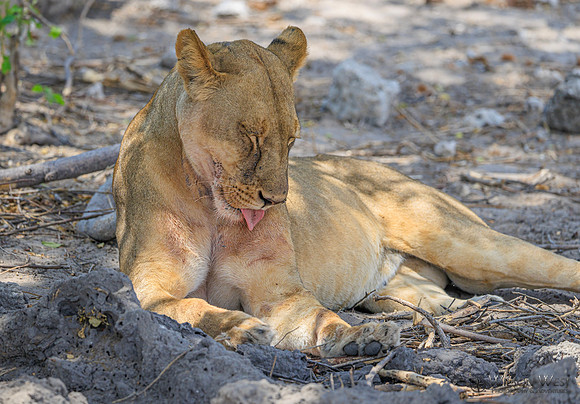 Lion