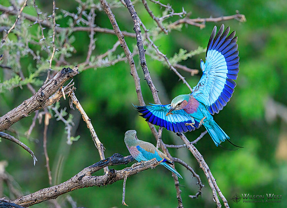 Lilac-breasted Roller