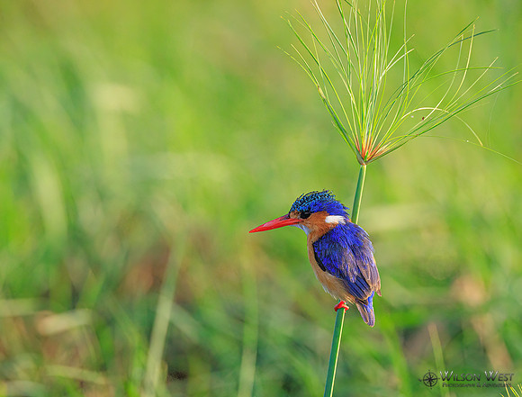 Malachite Kingfisher