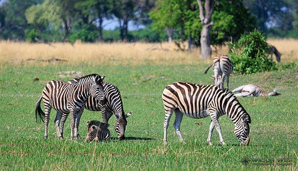 Burchell's Zebra